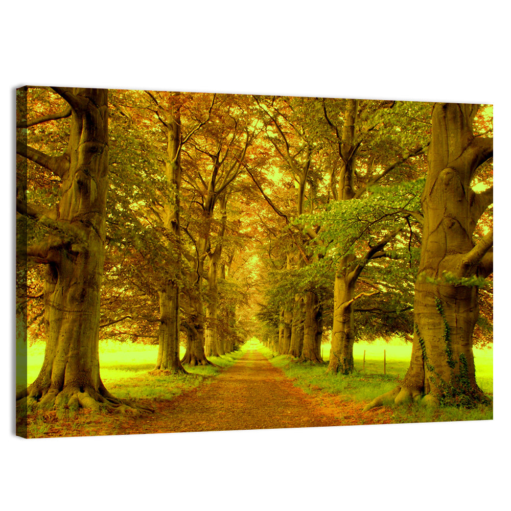 Beech Tree Lane at Golden Hour Wall Art, canvas print, landscape