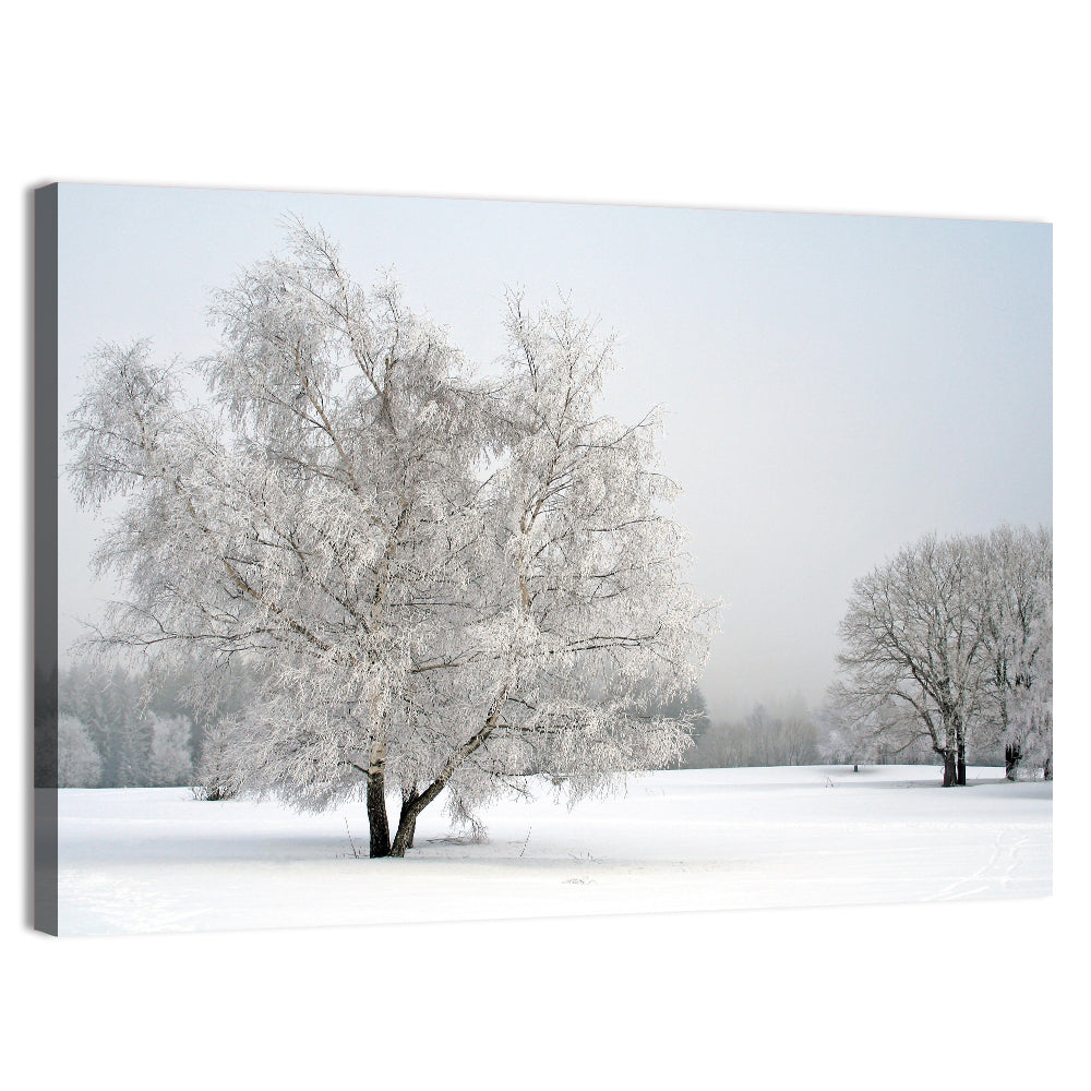 Frosted Birch Grove Wall Art, canvas print, landscape