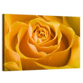Yellow Rose Close-up Wall Art