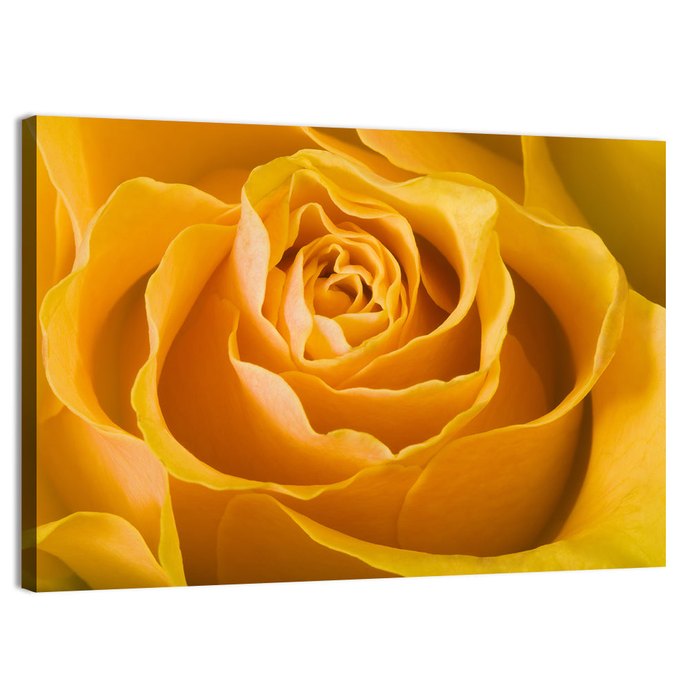 Yellow Rose Close-up Wall Art, canvas print, landscape
