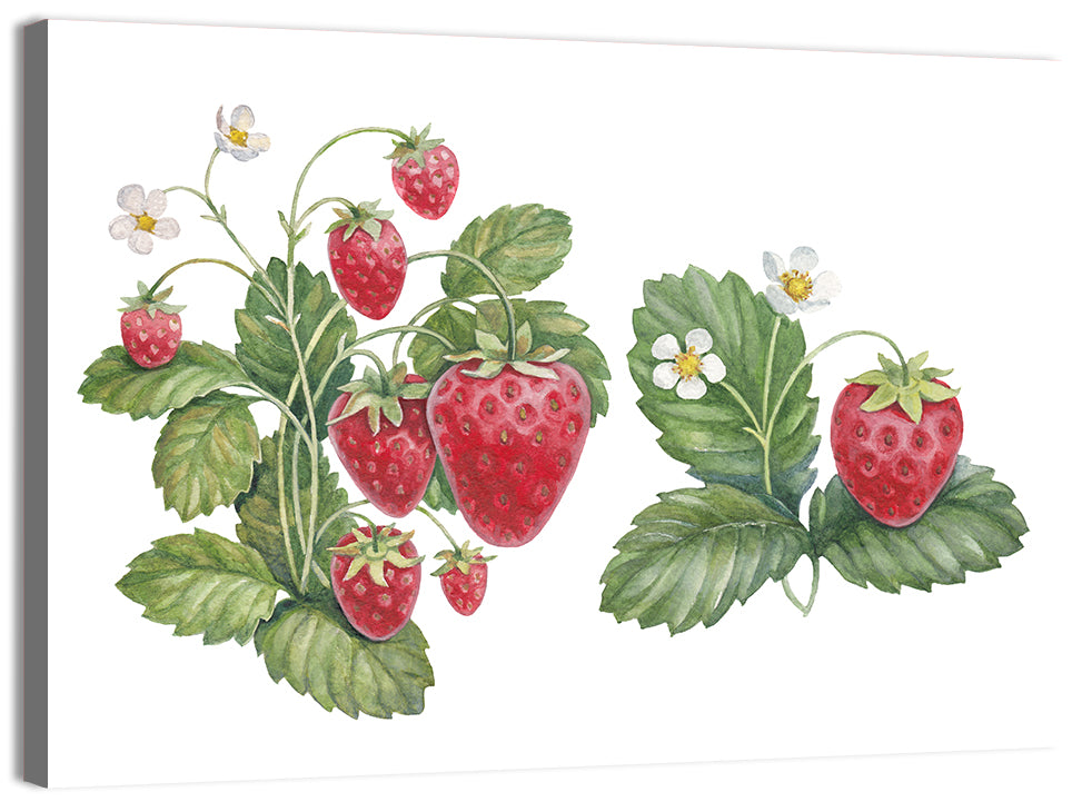 Fresh Strawberry Botanical Illustration Wall Art