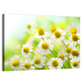Chamomile Close-up Wall Art