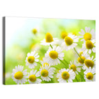Chamomile Close-up Wall Art