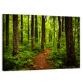 Shenandoah National Park Trail Wall Art