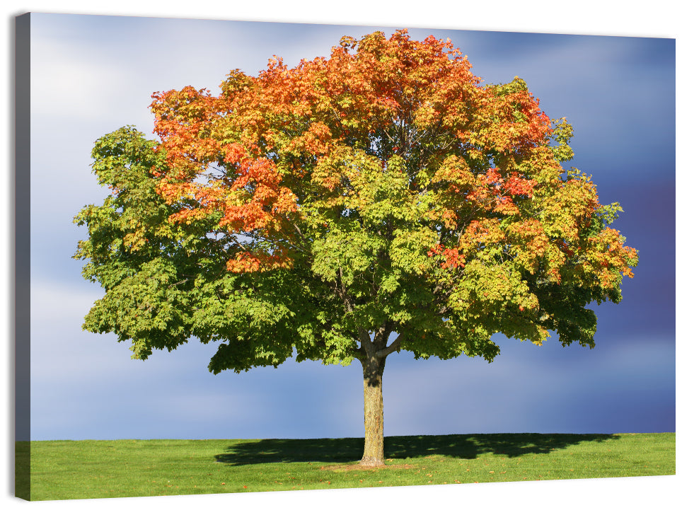 Maple with Split Foliage Wall Art, canvas print, landscape