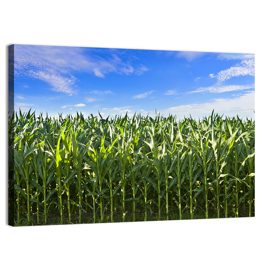 Green Corn Field Wall Art