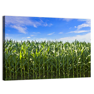 Green Corn Field Wall Art