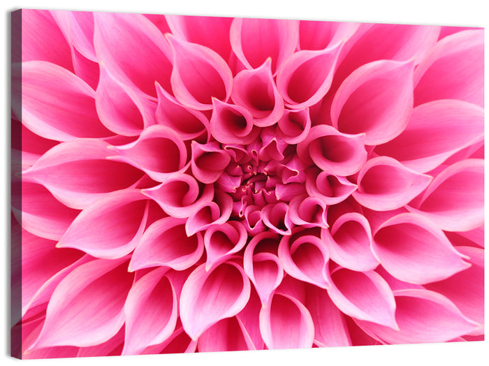 Pink Dahlia Spiral Close-up Wall Art as a canvas print