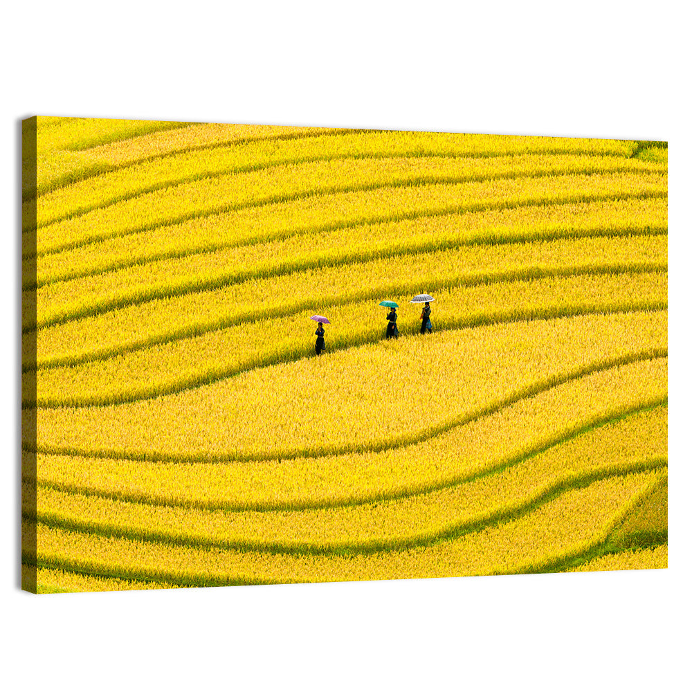 Golden Rice Terraces with Umbrellas Wall Art, canvas print, landscape