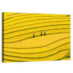 Golden Rice Terraces with Umbrellas Wall Art