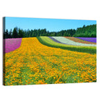 Tomita Flower Fields, Nakafurano Wall Art