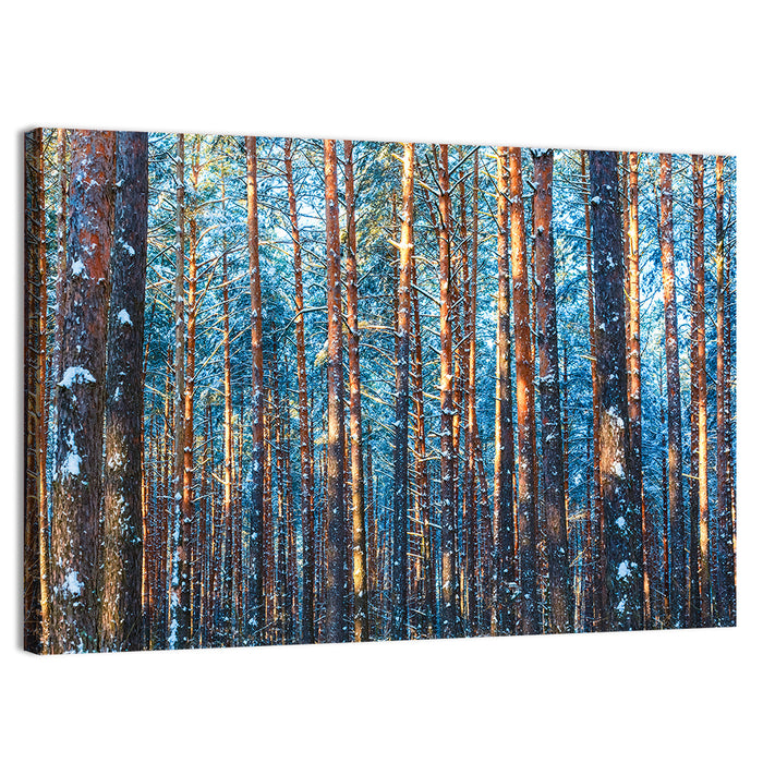Golden Hour Winter Pine Forest Wall Art as a canvas print