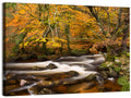 Dartmoor Autumn River in Golden Forest Wall Art
