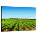 Sunlit Vineyard Rows Wall Art