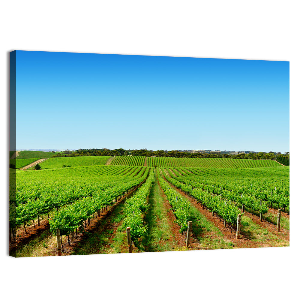 Sunlit Vineyard Rows Wall Art, canvas print, landscape