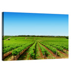 Sunlit Vineyard Rows Wall Art