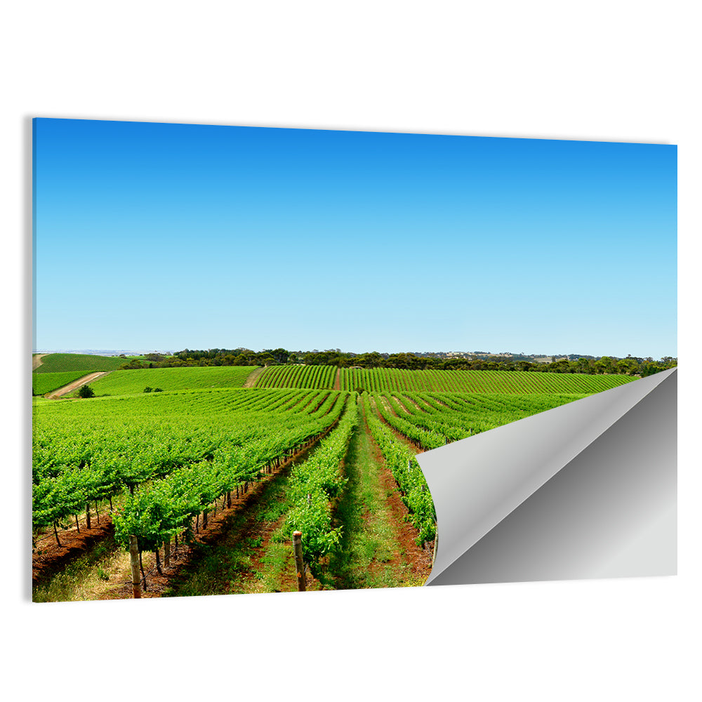 Sunlit Vineyard Rows Wall Art