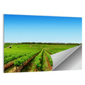 Sunlit Vineyard Rows Wall Art