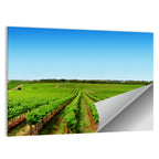 Sunlit Vineyard Rows Wall Art