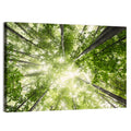 Spring Canopy in Morning Mist Wall Art