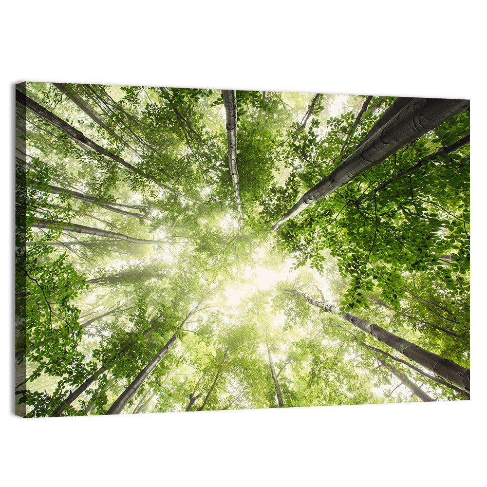 Spring Canopy in Morning Mist Wall Art