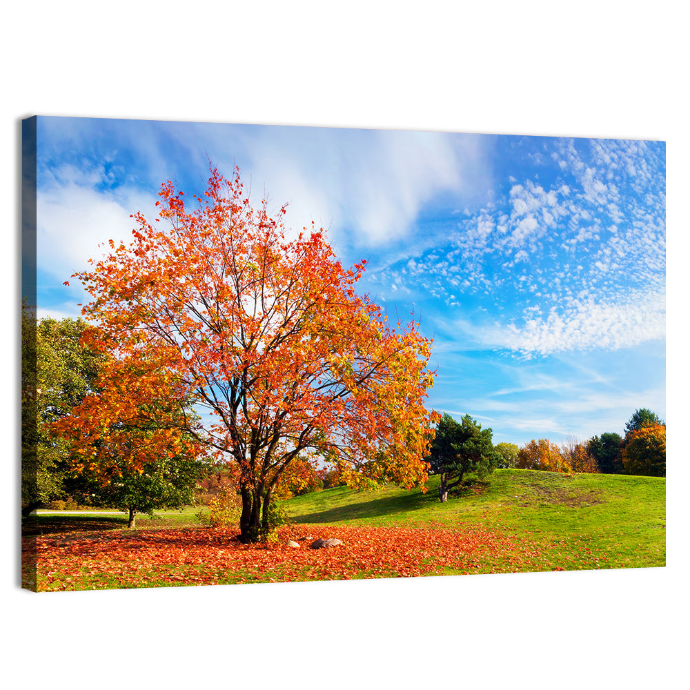 Orange Maple on Rolling Hill Wall Art
