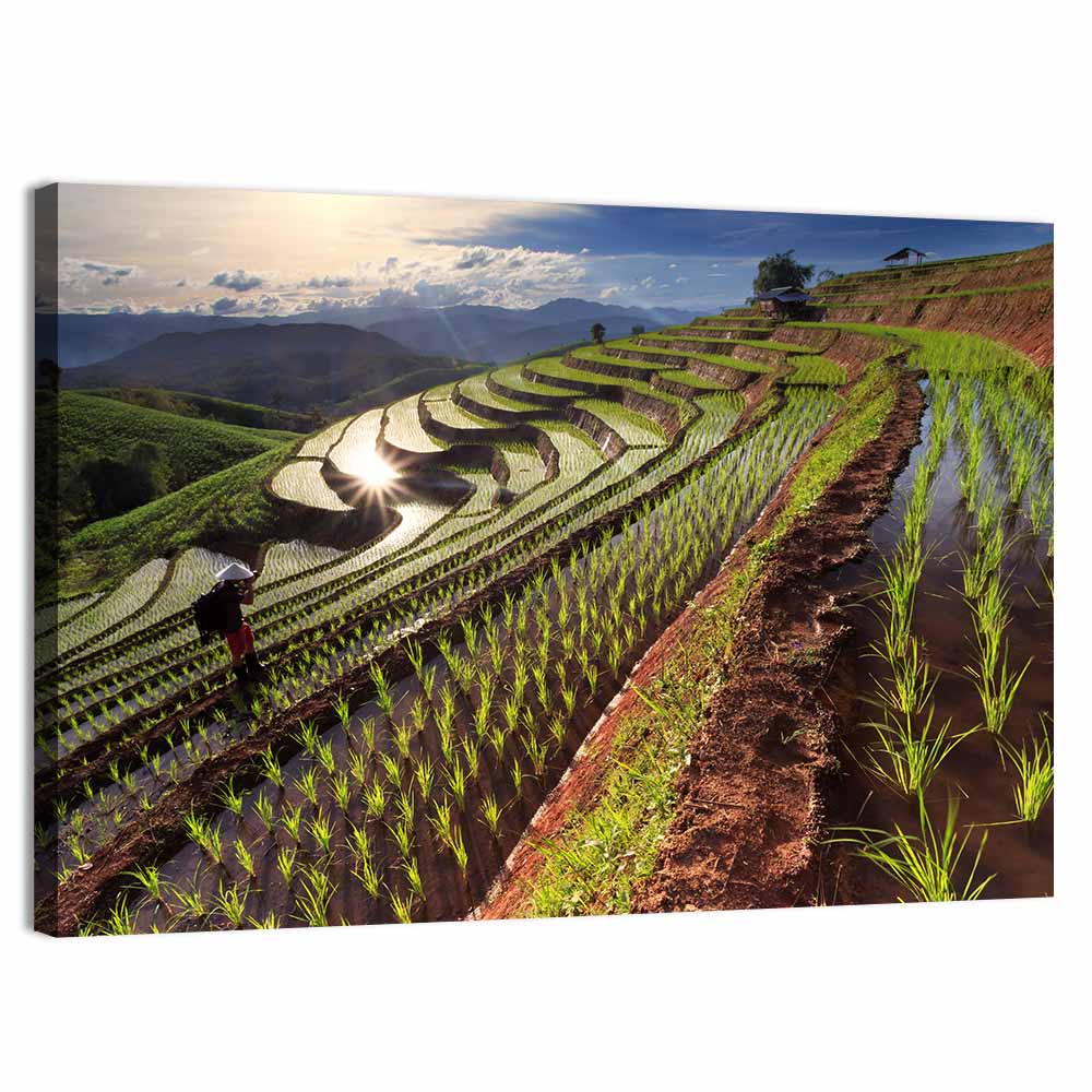 Chiang Mai Rice Fields Wall Art