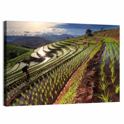 Chiang Mai Rice Fields Wall Art