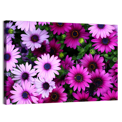 Pink and Purple Daisies Wall Art