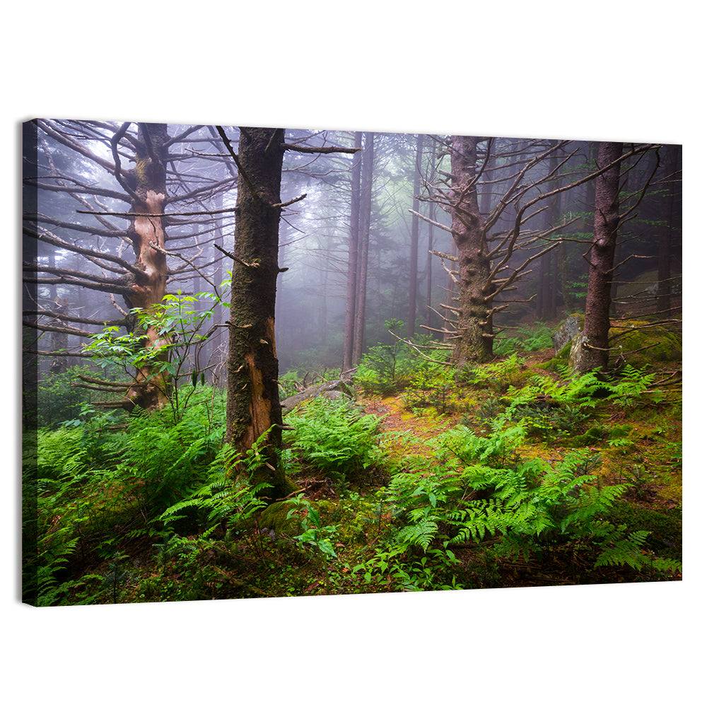Misty Spruce-fir Trail Wall Art, canvas print, landscape