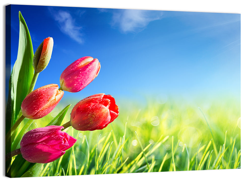 Dewy Red Tulips Under Blue Sky Wall Art, canvas print, landscape