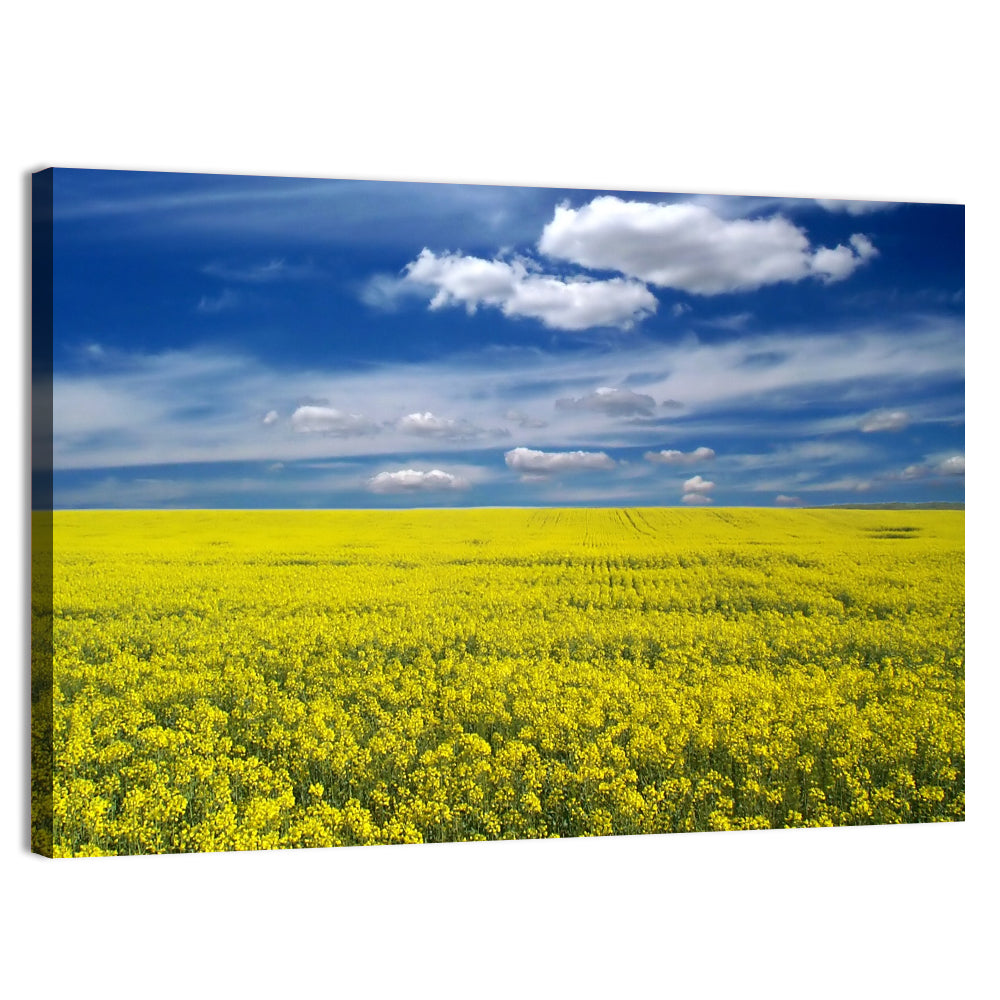 Sunlit Canola Field Wall Art, canvas print, landscape