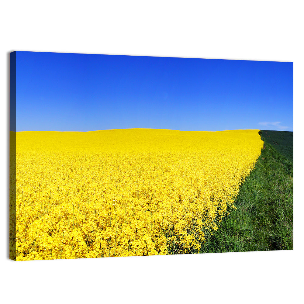 Sunlit Rapeseed Field Wall Art, canvas print, landscape