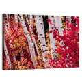 Autumn Birches with Crimson Maples Wall Art