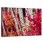 Autumn Birches with Crimson Maples Wall Art