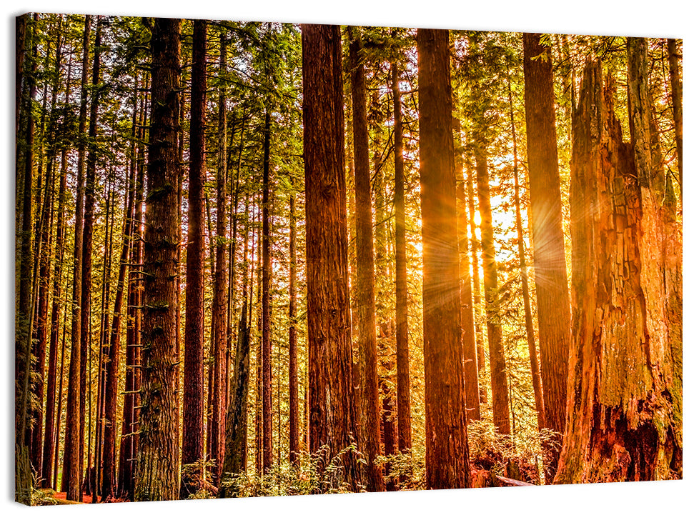 Golden Hour Redwood Sunburst Wall Art