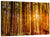 Sunny Redwood Forest Wall Art