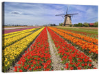 Spring Tulip Fields with Dutch Windmill Wall Art