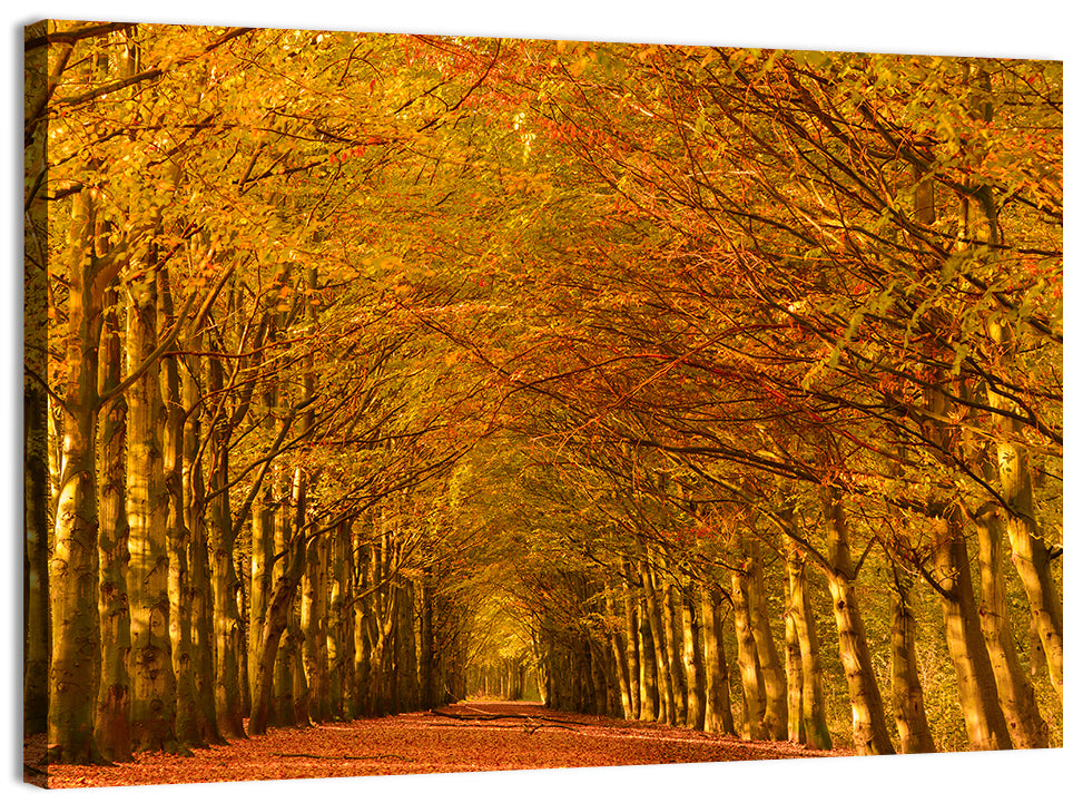 Golden Beech Tree Tunnel in Autumn Wall Art