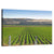 Idaho Corn Field Wall Art