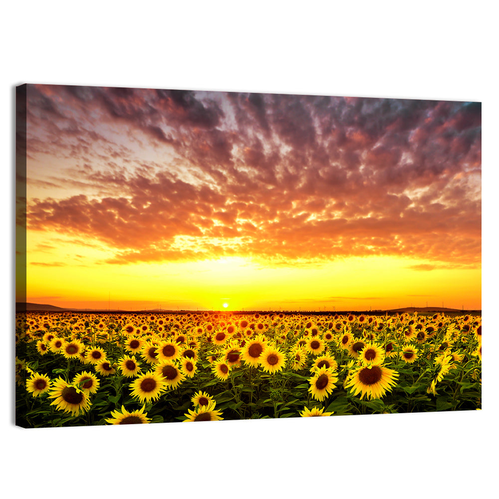 Golden Hour Sunflower Field Wall Art