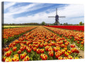 Windmill Over Tulip Fields Wall Art
