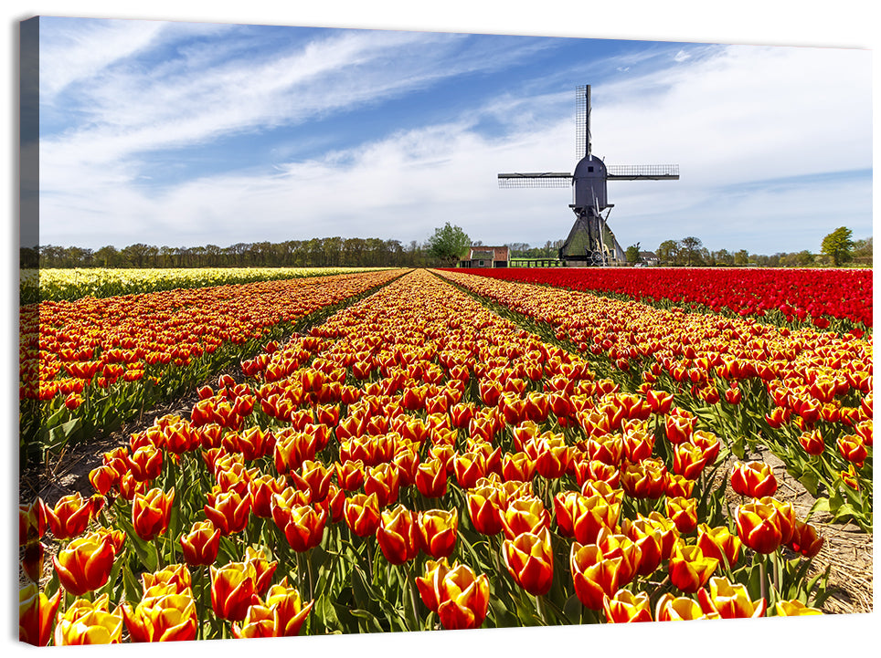 Windmill in Tulip Farm Field Wall Art