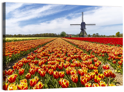 Windmill in Tulip Farm Field Wall Art