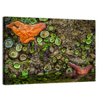 Orange Starfish Tide Pool Wall Art