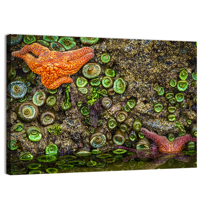 Orange Starfish Tide Pool Wall Art as a canvas print