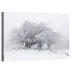 Rime Coated Winter Trees Wall Art