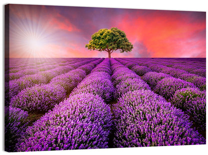 Lavender Field Sunset Wall Art