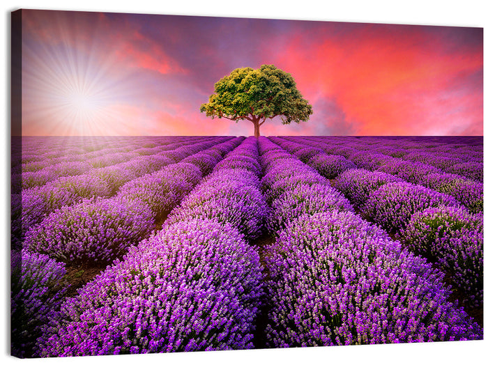 Sunset Over Lavender Fields Wall Art as a canvas print