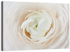Peach Ranunculus Macro Bloom Wall Art